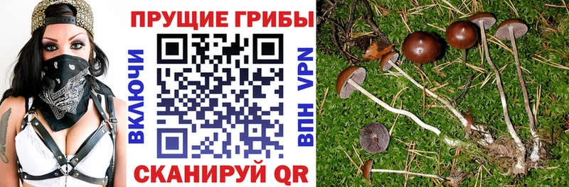 купить   Буй  Псилоцибиновые грибы ЛСД 